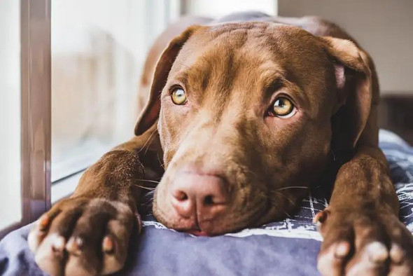 Как собакам удается состроить щенячьи глазки? Секрет раскрыт