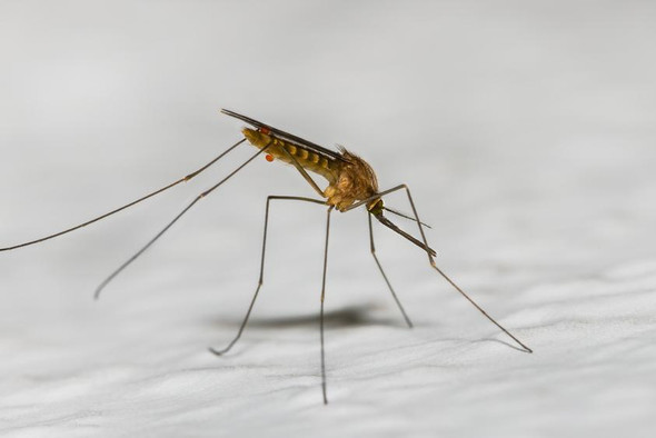 Ученые пришли к новому пониманию того, как иммунная система борется с малярией