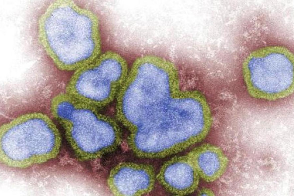В Китае зафиксировали первый случай заражения человека птичьим гриппом H3N8