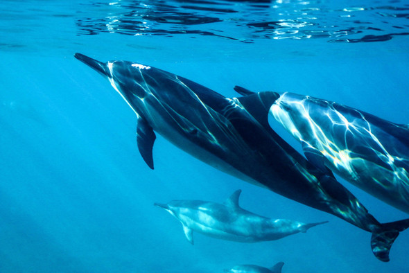 На что способны боевые дельфины и как их обучают в России?