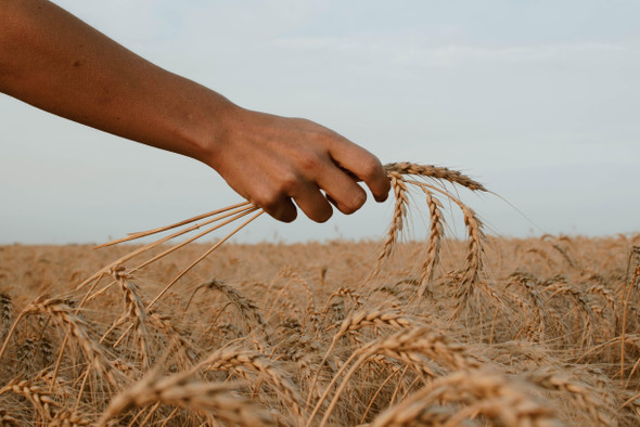 Красноярские ученые создают новые сорта зерновых и бобовых культур