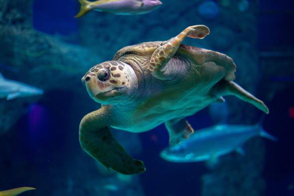 Ученые разработали мобильное приложение, которое спасает редких морских черепах