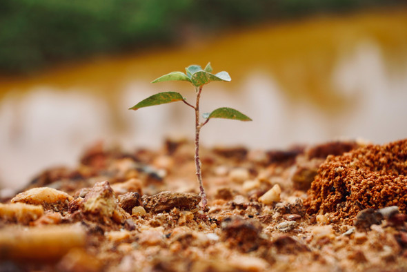Гайд: как посадить дерево