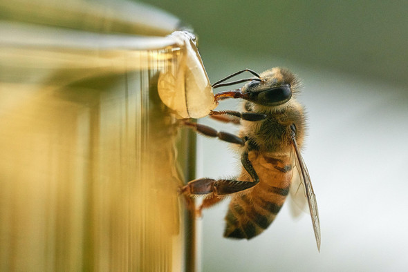 Боги этого мира: почему мы не проживем и четырех лет, если вымрут пчелы