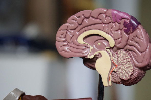 Секретная область мозга: как мы различаем важные и неважные ощущения