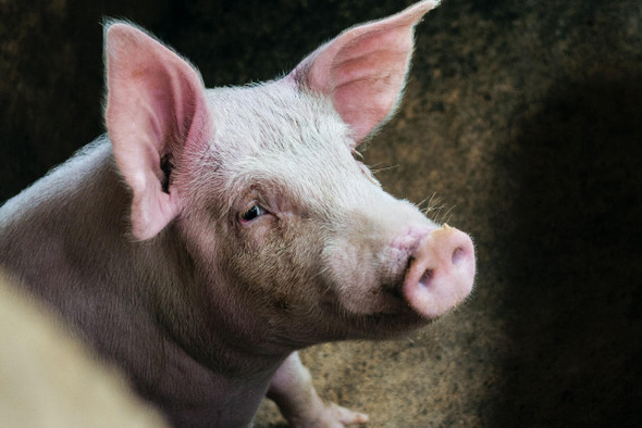 Ученые оживили органы свиньи спустя час после смерти. Открытие поможет воскрешать людей?