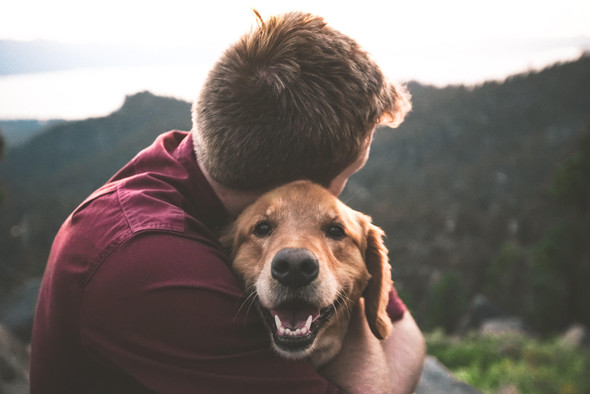 Слезы счастья: ученые обнаружили, что собаки тоже умеют плакать
