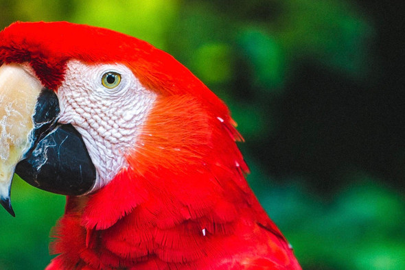 Гении или просто подражатели: почему и как попугаи разговаривают?