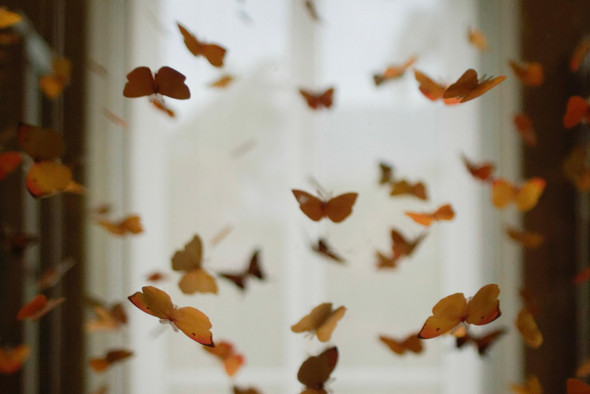 У меня бабочки в животе: почему мы ощущаем их, когда влюбляемся?