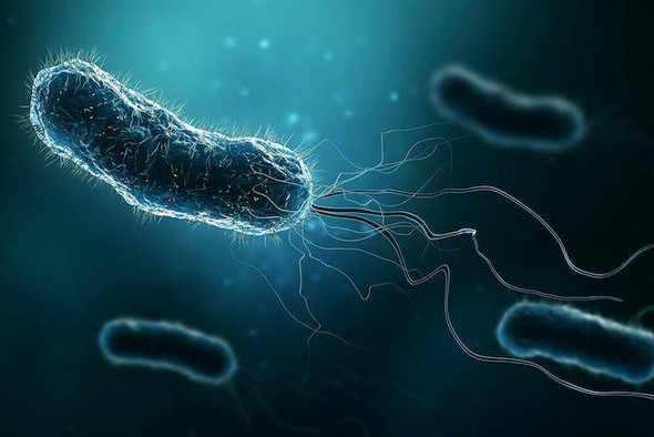 Тайна раскрыта: ученые выяснили, как именно передвигаются бактерии 
