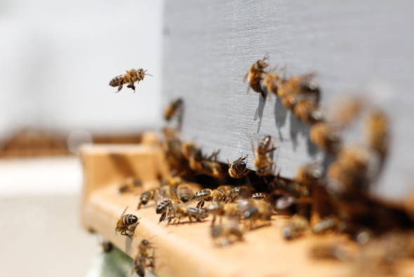 Медоносные пчелы сегодня живут в два раза меньше, чем 50 лет назад: чем это нам грозит?