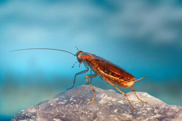 Юркие, выносливые и мерзкие: почему тараканы такие живучие?