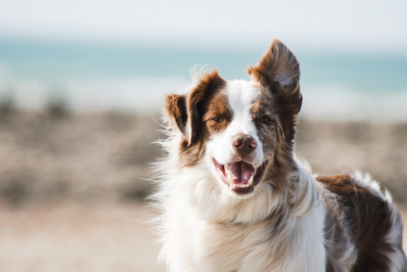 Социальный клей и защита от астмы: почему ученые советуют завести собаку