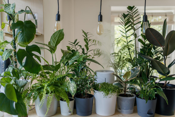 9 комнатных растений, за которыми легко ухаживать и которые невозможно убить