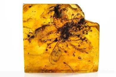 Нашли самый большой цветок в янтаре: ему исполнилось 40 миллионов лет
