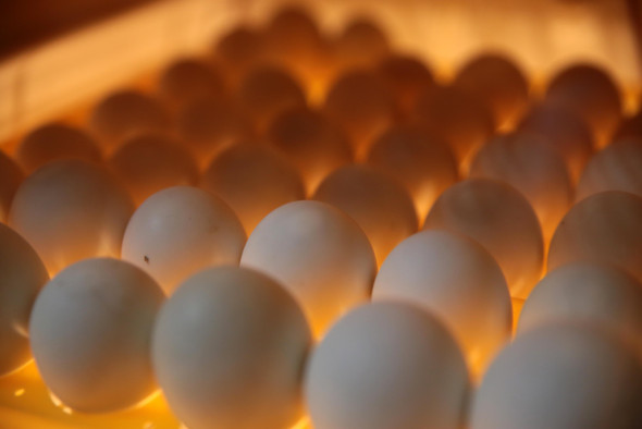 Килограмм молока и «девяток» яиц: что такое шринкфляция и почему она происходит? 