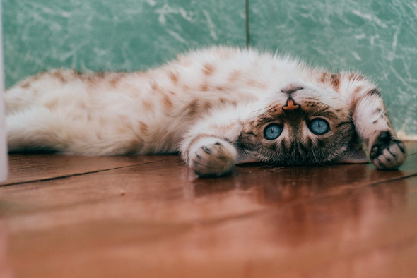 Слишком сильную любовь к кошкам нужно лечить: что такое айлурофилия?