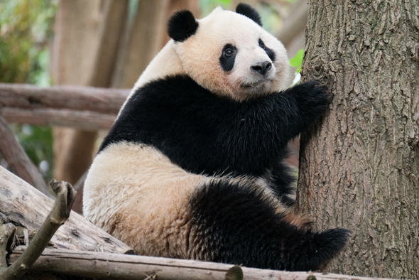 Китайские панды уезжают из США. Что происходит и при чем тут геополитика?