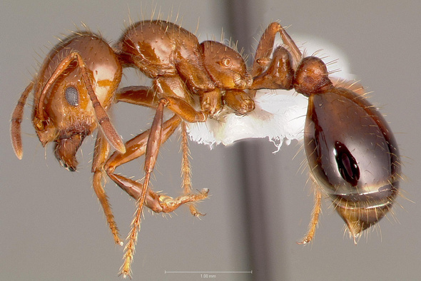 Ядовитые огненные муравьи наводнили Европу. Доберутся ли они до России? 