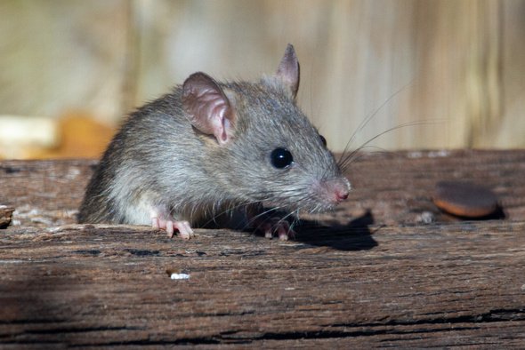 Творческая мышь: ученые выяснили, что, возможно, у крыс есть сила воображения 