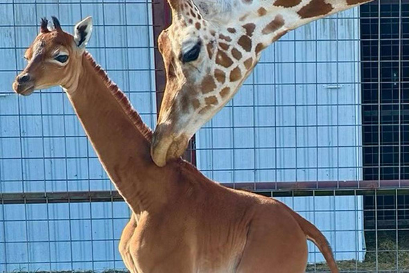 Редкий однотон: в американском зоопарке родился жираф без пятен 