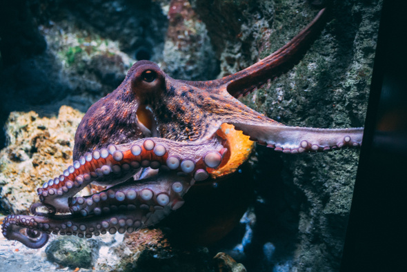 Ядом и чернилами: ученые обнаружили, что осьминоги могут вылечить рак человека 
