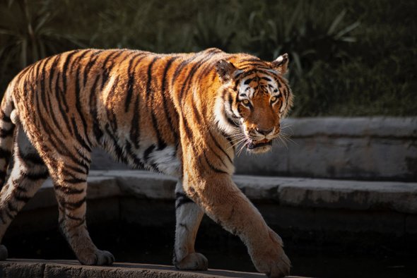 Амурские весельчаки и бенгальские плаксы: какие черты личности есть у тигров? 