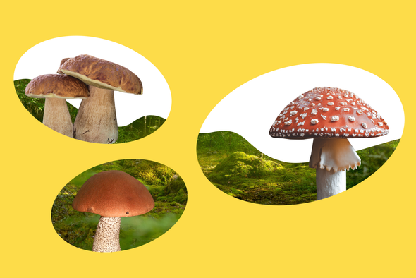 Как правильно собирать грибы и что делать при отравлении? Рассказывает эксперт 