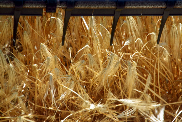 Беспокойство за мировой кризис или свою экономику? Зачем США возвращать РФ в зерновую сделку