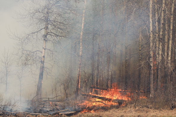 На Урале и в Сибири бушуют лесные пожары. Из-за чего они начались и насколько опасны? 
