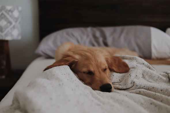 Можно ли спать на одной кровати с домашними животными? Это вредно или полезно?