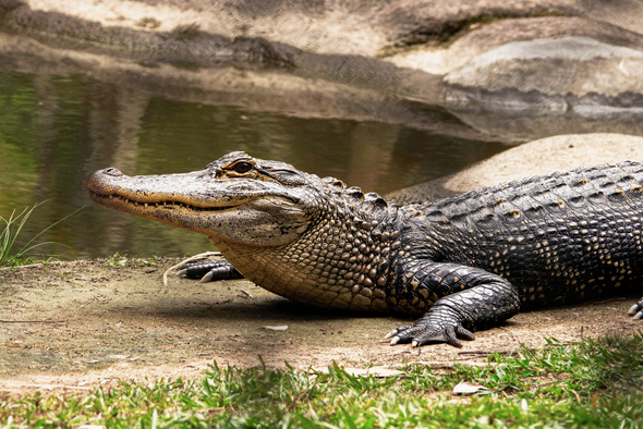 Непорочное зачатие: самка крокодила дала потомство, живя 16 лет без самца 