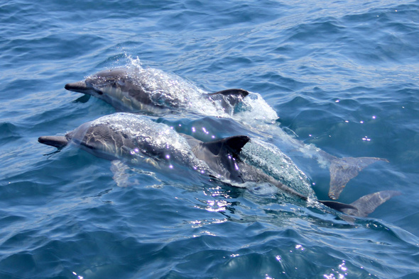 Боевые дельфины: чем занимаются эти животные на военной службе?
