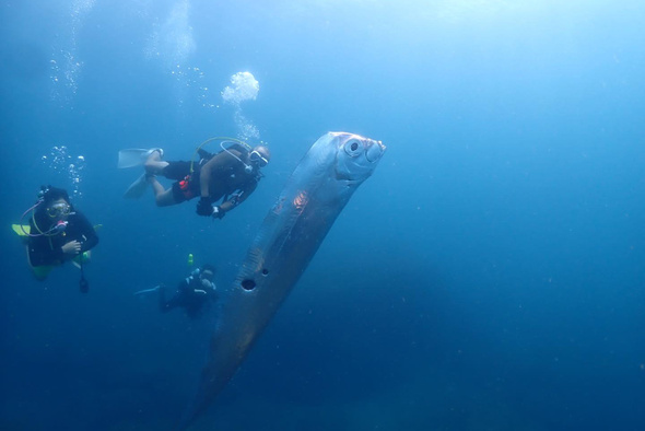 Incredibly rare 'harbinger of doom' fish found washed up on beach in California