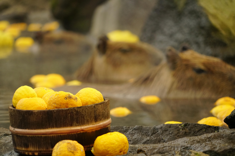Капибары купаются в горячих источниках с юдзу. Фото: Kathy Matsunami/Shutterstock