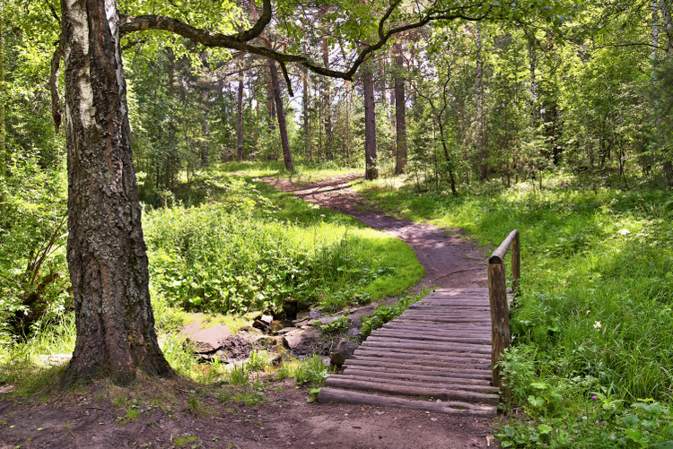 Городской бор Челябинска. Фото: Wikimedia