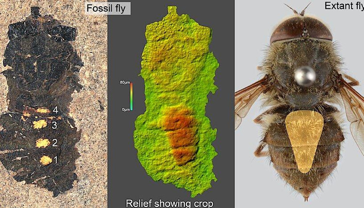 Ученые воссоздали облик древней мухи по окаменелости Фото: Senckenberg
