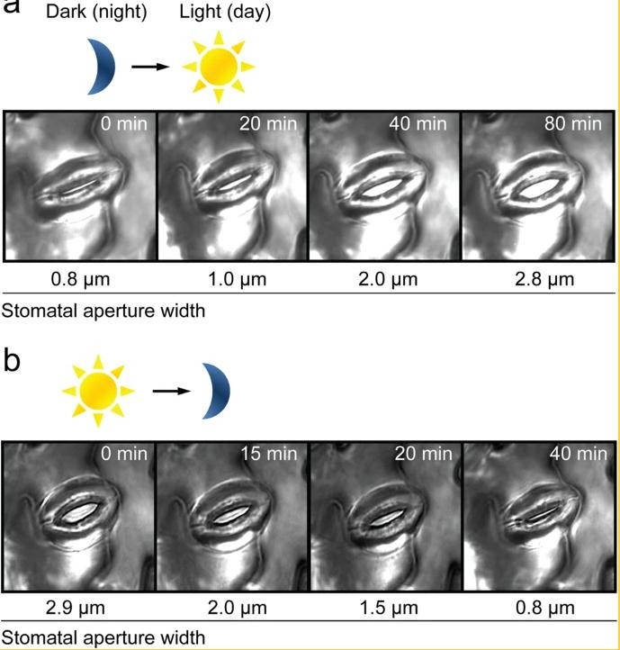 Динамика открытия и закрытия устьиц растений под воздействием света и темноты / nature.com