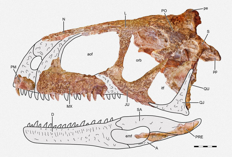 Череп Llukalkan aliocranianus. Фото: Journal of Vertebrate Paleontology