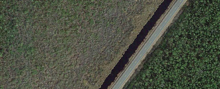 Здоровый лес справа, «лес-призрак» слева / Google Earth / Emily Ury