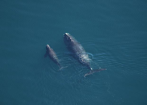 Семнадцатый родившийся в этом году китенок северного гладкого кита с матерью / FWC Fish and Wildlife Research Institute Follow / Flickr