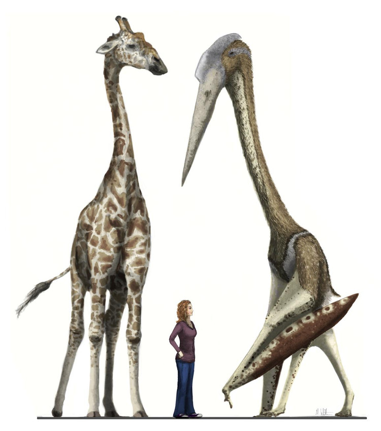 Сравнительные размеры крупнейшего птеродактиля с человеком и жирафом / Mark Witton