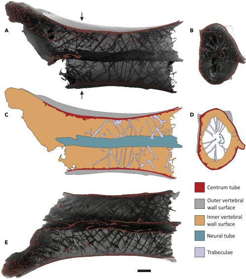Внутренняя структура шеи птерозавра, похожая на велосипедное колесо / Williams et al., 2021