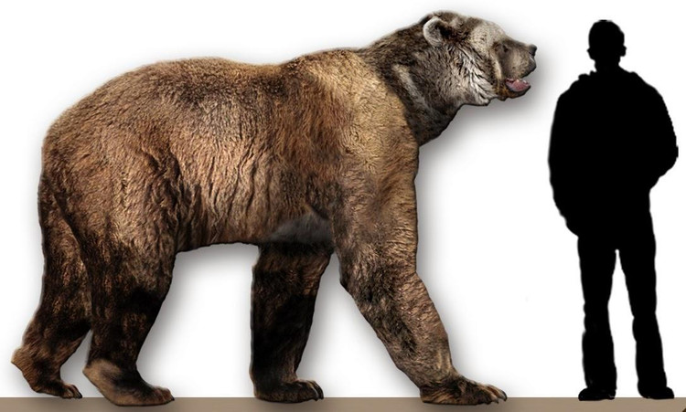 Медведь Arctodus simus в сравнении с человеком / synapsebristol.blogspot.com