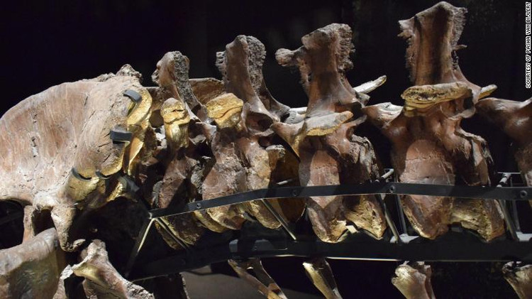 Хвост тираннозавра из Голландского музея естественной истории / edition.cnn.com