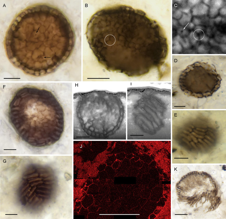 Фото: sciencedirect.com