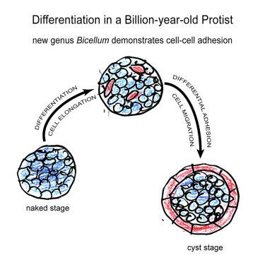 Фото: sciencedirect.com