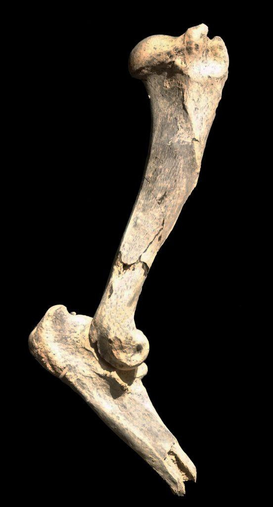 Плечевая кость Machairodus lahayishupup / www.eurekalert.org