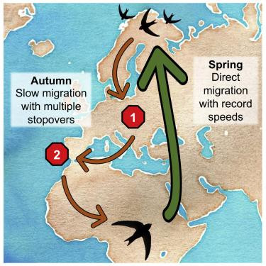 Траектория миграций стрижей осенью (красные стрелки) и весной (зеленая) / iScience