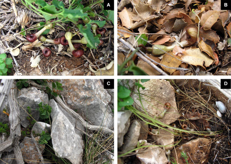 Цветки A. microstoma наполовину закопаны в землю (A) или спрятаны среди листьев (B) или камней (C, D). Фото: Frontiers